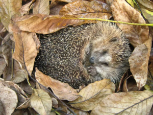 Climate Change and Hibernation: 8 Animals at Risk of Waking Up Too Soon